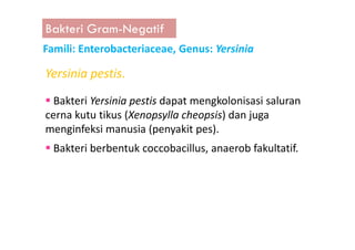 Bakteri Gram-Negatif
Famili: Enterobacteriaceae, Genus: Yersinia
Bakteri Yersinia pestis dapat mengkolonisasi saluran
cerna kutu tikus (Xenopsylla cheopsis) dan juga
menginfeksi manusia (penyakit pes).
Yersinia pestis.
menginfeksi manusia (penyakit pes).
Bakteri berbentuk coccobacillus, anaerob fakultatif.
 