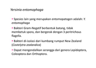 Yersinia entomophaga
Spesies lain yang merupakan entomopatogen adalah: Y.
entomophaga
Bakteri Gram-Negatif berbentuk batang, tidak
membetuk spora, dan bergerak dengan 3 peritrichous
flagella.flagella.
Bakteri di-isolasi dari kumbang rumput New Zealand
(Costelytra zealandica)
Dapat mengendalikan serangga dari genera Lepidoptera,
Coleoptera dan Orthoptera.
 