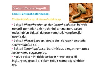 Bakteri Gram-Negatif
Famili: Enterobacteriaceae,
Bakteri Photorhabdus sp. dan Xenorhabdus sp. banyak
menarik perhatian akhir-akhir ini karena merupakan
endosimbion bakteri dengan nematoda yang bersifat
insektisida.
Photorhabdus sp. & Xenorhabdus sp.
insektisida.
Bakteri Phothabdus sp. berasosiasi dengan nematoda
Heterorhabditis sp.
Bakteri Xenorhandus sp. bersimbiosis dengan nematoda
Steinernema carpocapsae.
Kedua bakteri ini tidak terdapat hidup bebas di
lingkungan, kecuali di dalam tubuh nematoda simbion-
nya.
 