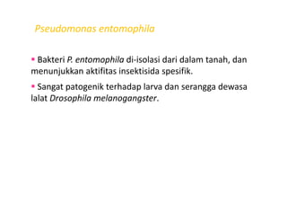 Pseudomonas entomophila
Bakteri P. entomophila di-isolasi dari dalam tanah, dan
menunjukkan aktifitas insektisida spesifik.
Sangat patogenik terhadap larva dan serangga dewasa
lalat Drosophila melanogangster.lalat Drosophila melanogangster.
 