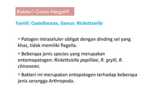 Bakteri Gram-Negatif
Famili: Coxiellaceae, Genus: Rickettsiella
Patogen intraseluler obligat dengan dinding sel yang
khas, tidak memiliki flagella.
Beberapa jenis spesies yang merupakanBeberapa jenis spesies yang merupakan
entomopatogen: Rickettsiella popilliae, R. grylli, R.
chironomi.
Bakteri ini merupakan entopatogen terhadap beberapa
jenis serangga Arthropoda.
 