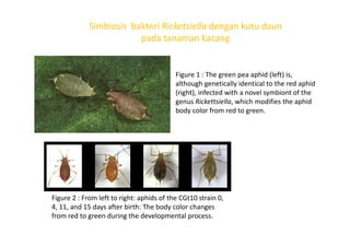 Figure 1 : The green pea aphid (left) is,
although genetically identical to the red aphid
(right), infected with a novel symbiont of the
genus Rickettsiella, which modifies the aphid
body color from red to green.
Simbiosis bakteri Ricketsiella dengan kutu daun
pada tanaman kacang
Figure 2 : From left to right: aphids of the CGt10 strain 0,
4, 11, and 15 days after birth: The body color changes
from red to green during the developmental process.
 