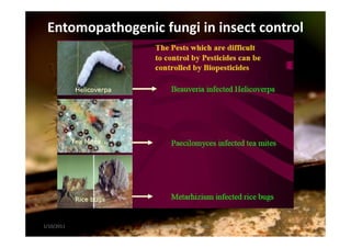 Entomopathogenic fungi in insect control
1/10/2011 54Division of Agricultural Chemicals
 