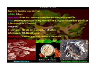 Beauveria
Beauveria bassiana most common
Habitat: Foliage
Insect Host: White flies, beetles & caterpillars (including Helicoverpa sp.)
Dose: 2 treatments made at 15-day intervals with 1.5 kg/ha concentrated product of
B. bassiana (3.0 × 109 conidia)
Treatment:
i) Foliar spray: 400-500 g in ½ bigha (5g/L of water)
ii) Soil drench: 250-500 g/3 bighaii) Soil drench: 250-500 g/3 bigha
Health impact: It causes granulosis disease in human ear
Grasshoppers killed by B. bassianaBeauveria bassiana
Cultures of B. bassiana
1/10/2011 55Division of Agricultural Chemicals
 