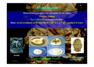 Metarhizium
Metarhizium anisopliae var. anisopliae & var. major
Habitat: Foliage
Insect host: Frog hoppers, beetles
Dose: Aerial treatment at 50 l/ha with 6 × 1011 to 1.2 × 1012 conidia/l of water
Conidia
Different cultures of M. anisopliae
Cockroach killed by
M. anisopliae
1/10/2011 57Division of Agricultural Chemicals
 