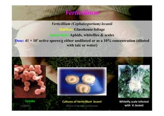 Verticillium
Verticillium (Cephalosporium) lecanii
Habitat: Glasshouse foliage
Insect host: Aphids, whiteflies & scales
Dose: 41 × 107 active spores/g either undiluted or as a 10% concentration (diluted
with talc or water)
Whitefly scale infected
with V. lecanii
Cultures of Verticillium lecaniiConidia
1/10/2011 58Division of Agricultural Chemicals
 