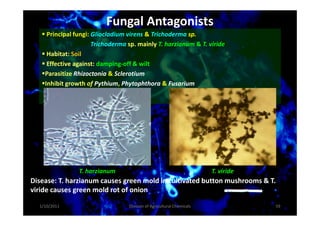 Fungal Antagonists
Principal fungi: Gliocladium virens & Trichoderma sp.
Trichoderma sp. mainly T. harzianum & T. viride
Habitat: Soil
Effective against: damping-off & wilt
Parasitize Rhizoctonia & Sclerotium
Inhibit growth of Pythium, Phytophthora & Fusarium
T. harzianum T. viride
Disease: T. harzianum causes green mold in cultivated button mushrooms & T.
viride causes green mold rot of onion
1/10/2011 59Division of Agricultural Chemicals
 