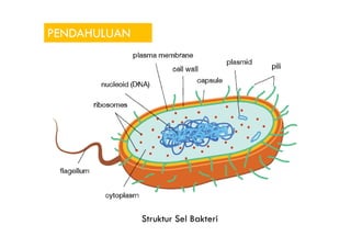 PENDAHULUAN
Struktur Sel Bakteri
 