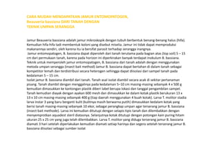 CARA MUDAH MENDAPATKAN JAMUR ENTOMOPATOGEN,
Beauveria bassiana DARI TANAH DENGAN
TEKNIK UMPAN SERANGGA
Jamur Beauveria bassiana adalah jamur mikroskopik dengan tubuh berbentuk benang-benang halus (hifa).
Kemudian hifa-hifa tadi membentuk koloni yang disebut miselia. Jamur ini tidak dapat memproduksi
makanannya sendiri, oleh karena itu ia bersifat parasit terhadap serangga inangnya.
Jamur entomopatogen, B. bassiana dapat diperoleh dari tanah terutama pada bagian atas (top soil) 5 – 15
cm dari permukaan tanah, karena pada horizon ini diperkirakan banyak terdapat inokulum B. bassiana.
Teknik untuk memperoleh jamur entomopatogen, B. bassiana dari tanah adalah dengan menggunakan
metoda umpan serangga (insect bait method) Jamur B. bassiana dapat bertahan di dalam tanah sebagai
kompetitor lemah dan terdistribusi secara heterogen sehingga dapat diisolasi dari sampel tanah pada
kedalaman 5 – 15 cm.
Isolat jamur B. bassiana diambil dari tanah. Tanah asal isolat diambil secara acak di sekitar pertanamanIsolat jamur B. bassiana diambil dari tanah. Tanah asal isolat diambil secara acak di sekitar pertanaman
pisang. Tanah diambil dengan menggalinya pada kedalaman 5–10 cm masing-masing sebanyak 4 x 500 g
kemudian dimasukkan ke kantongan plastik diberi label berupa lokasi dan tanggal pengambilan sampel.
Tanah kemudian diayak dengan ayakan 600 mesh dan dimasukkan ke dalam kotak plastik berukuran 13 x
13 x 10 cm masing-masing sebanyak 400 g (tiap daerah menggunakan 4 buah kotak). Larva T. molitor stadia
larva instar 3 yang baru berganti kulit (kulitnya masih berwarna putih) dimasukkan kedalam kotak yang
berisi tanah masing-masing sebanyak 10 ekor, sebagai perangkap umpan agar terserang jamur B. bassiana
(insect bait methode). Larva ini kemudian ditutupi dengan selapis tipis tanah dan dilembabkan dengan
menyemprotkan aquadest steril diatasnya. Selanjutnya kotak ditutupi dengan potongan kain puring hitam
ukuran 25 x 25 cm yang juga telah dilembabkan. Larva T. molitor yang diduga terserang jamur B. bassiana
diamati 3 hari setelah diperlakukan kemudian diamati setiap harinya dan segera setelah terserang jamur B.
bassiana diisolasi sebagai sumber isolat
 