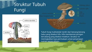 Jamur Multiseluler materi untuk kelas x yaitu Jamur (Fungi).pptx