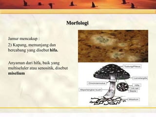 Ppt agen infeksius Jamur Ilmu Kep Dasar kes | PPTX