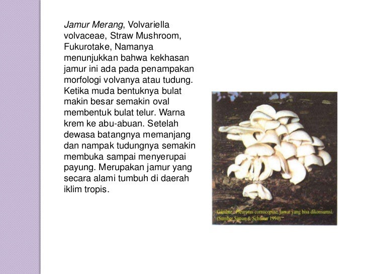 Jamur merang