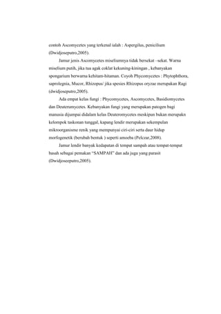 contoh Ascomycetes yang terkenal ialah : Aspergilus, penicilium
(Dwidjoseputro,2005).
     Jamur jenis Ascomycetes miseliumnya tidak bersekat –sekat. Warna
miselium putih, jika tua agak coklat kekuning-kiningan , kebanyakan
spongarium berwarna kehitam-hitaman. Coyoh Phycomycetes : Phytophthora,
saprolegnia, Mucor, Rhizopus/ jika spesies Rhizopus oryzae merupakan Ragi
(dwidjoseputro,2005).
     Ada empat kelas fungi : Phycomycetes, Ascomycetes, Basidiomycetes
dan Deuterumycetes. Kebanyakan fungi yang merupakan patogen bagi
manusia dijumpai didalam kelas Deuteromycetes meskipun bukan merupakn
kelompok taskonan tunggal, kapang lendir merupakan sekempulan
mikroorganisme renik yang mempunyai ciri-ciri serta daur hidup
morfogenetik (berubah bentuk ) seperti amoeba (Pelczar,2008).
     Jamur lendir banyak kedapatan di tempat sampah atau tempat-tempat
basah sebagai pemakan “SAMPAH” dan ada juga yang parasit
(Dwidjoseeputro,2005).
 