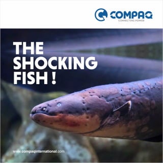 Yes !!! Electric Eels can produce strong electric shocks of around 500 volts for both self-defense and hunting.