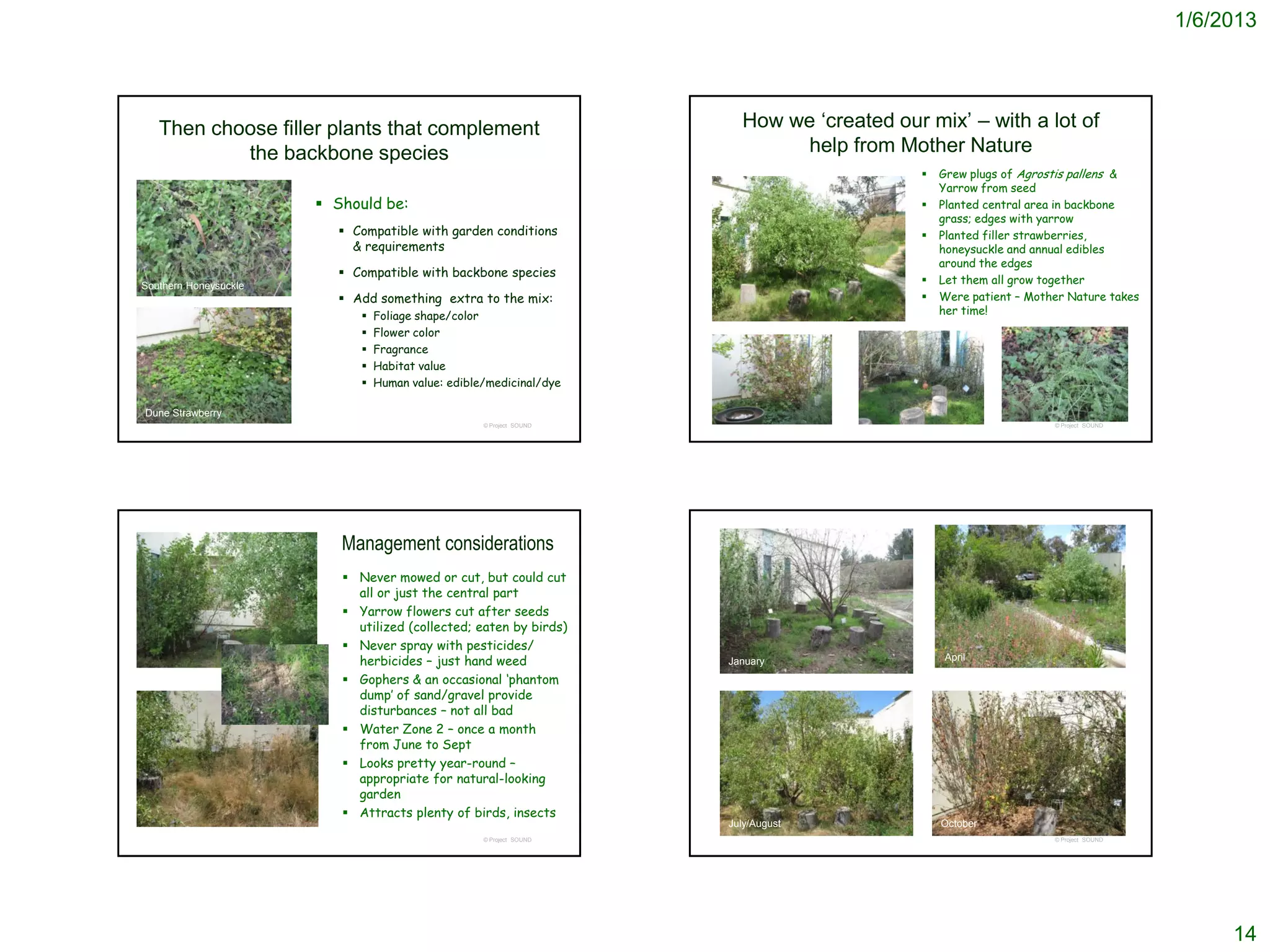 1/6/2013




   Then choose filler plants that complement                            How we ‘created our mix’ – with a lot of
           the backbone species                                              help from Mother Nature
                                                                                               Grew plugs of Agrostis pallens &
                                                                                                Yarrow from seed
                        Should be:                                                            Planted central area in backbone
                                                                                                grass; edges with yarrow
                          Compatible with garden conditions                                   Planted filler strawberries,
                           & requirements                                                       honeysuckle and annual edibles
                                                                                                around the edges
                          Compatible with backbone species
Southern Honeysuckle
                                                                                               Let them all grow together
                          Add something extra to the mix:                                     Were patient – Mother Nature takes
                                Foliage shape/color                                            her time!
                                Flower color
                                Fragrance
                                Habitat value
                                Human value: edible/medicinal/dye

Dune Strawberry
                                                    © Project SOUND                                                © Project SOUND




                          Management considerations
                           Never mowed or cut, but could cut
                            all or just the central part
                           Yarrow flowers cut after seeds
                            utilized (collected; eaten by birds)
                           Never spray with pesticides/
                            herbicides – just hand weed               January                   April

                           Gophers & an occasional ‘phantom
                            dump’ of sand/gravel provide
                            disturbances – not all bad
                           Water Zone 2 – once a month
                            from June to Sept
                           Looks pretty year-round –
                            appropriate for natural-looking
                            garden
                           Attracts plenty of birds, insects
                                                                      July/August               October
                                                    © Project SOUND                                                © Project SOUND




                                                                                                                                          14
 