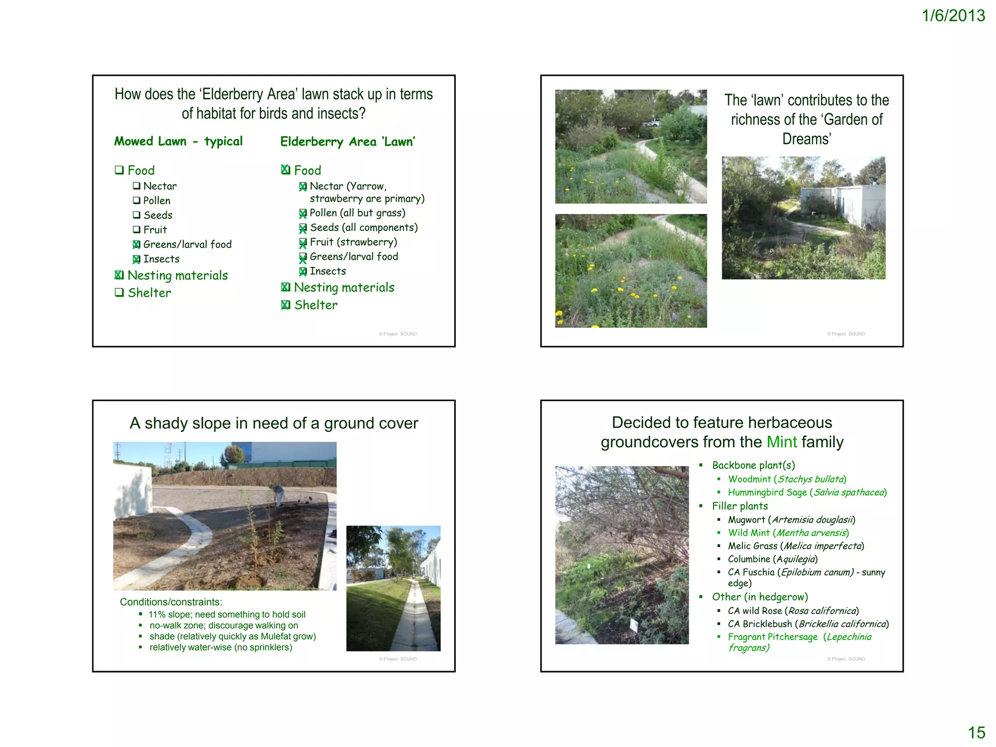 1/6/2013



How does the ‘Elderberry Area’ lawn stack up in terms                                           The ‘lawn’ contributes to the
          of habitat for birds and insects?                                                      richness of the ‘Garden of
Mowed Lawn - typical                    Elderberry Area ‘Lawn’                                            Dreams’
 Food                                   Food
                                        X
    Nectar                                 Nectar (Yarrow,
                                           X
    Pollen                                   strawberry are primary)
    Seeds                                   Pollen (all but grass)
                                            X
    Fruit                                   Seeds (all components)
                                            X
   X Greens/larval food
                                            Fruit (strawberry)
                                            X
   X Insects
                                            Greens/larval food
                                            X
 Nesting materials
X                                            Insects
                                            X
 Shelter                                Nesting materials
                                        X
                                         Shelter
                                        X

                                                           © Project SOUND                                             © Project SOUND




   A shady slope in need of a ground cover                                    Decided to feature herbaceous
                                                                             groundcovers from the Mint family
                                                                                           Backbone plant(s)
                                                                                              Woodmint (Stachys bullata)
                                                                                              Hummingbird Sage (Salvia spathacea)
                                                                                           Filler plants
                                                                                              Mugwort (Artemisia douglasii)
                                                                                              Wild Mint (Mentha arvensis)
                                                                                              Melic Grass (Melica imperfecta)
                                                                                              Columbine (Aquilegia)
                                                                                              CA Fuschia (Epilobium canum) - sunny
                                                                                                edge)

 Conditions/constraints:                                                                   Other (in hedgerow)
     11% slope; need something to hold soil                                                  CA wild Rose (Rosa californica)
      no-walk zone; discourage walking on                                                    CA Bricklebush (Brickellia californica)
      shade (relatively quickly as Mulefat grow)                                             Fragrant Pitchersage (Lepechinia
      relatively water-wise (no sprinklers)                                                   fragrans)
                                                           © Project SOUND                                             © Project SOUND




                                                                                                                                              15
 