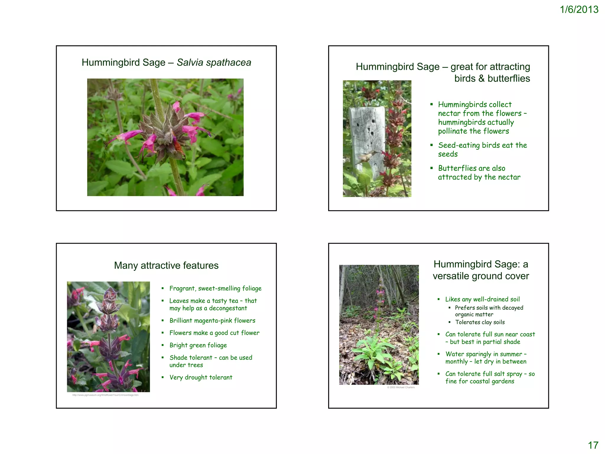 1/6/2013




       Hummingbird Sage – Salvia spathacea                                                    Hummingbird Sage – great for attracting
                                                                                                                  birds & butterflies

                                                                                                                                                Hummingbirds collect
                                                                                                                                                 nectar from the flowers –
                                                                                                                                                 hummingbirds actually
                                                                                                                                                 pollinate the flowers
                                                                                                                                                Seed-eating birds eat the
                                                                                                                                                 seeds
                                                                                                                                                Butterflies are also
                                                                                                                                                 attracted by the nectar

                                                                                               http://www.laspilitas.com/garden/sages.htm




                                  Many attractive features                                                                                     Hummingbird Sage: a
                                                                                                                                               versatile ground cover
                                                          Fragrant, sweet-smelling foliage

                                                          Leaves make a tasty tea – that                                                         Likes any well-drained soil
                                                           may help as a decongestant                                                                Prefers soils with decayed
                                                                                                                                                      organic matter
                                                          Brilliant magenta-pink flowers                                                            Tolerates clay soils
                                                          Flowers make a good cut flower                                                         Can tolerate full sun near coast
                                                                                                                                                   – but best in partial shade
                                                          Bright green foliage
                                                                                                                                                  Water sparingly in summer –
                                                          Shade tolerant – can be used
                                                                                                                                                   monthly – let dry in between
                                                           under trees
                                                                                                                                                  Can tolerate full salt spray – so
                                                          Very drought tolerant
                                                                                                                                                   fine for coastal gardens
                                                                                                                     © 2003 Michael Charters


http://www.pgmuseum.org/WildflowerTour/CrimsonSage.htm




                                                                                                                                                                                            17
 