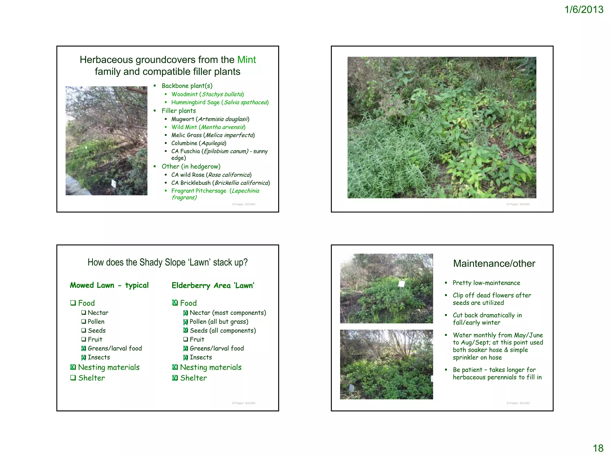 1/6/2013



  Herbaceous groundcovers from the Mint
     family and compatible filler plants
                           Backbone plant(s)
                              Woodmint (Stachys bullata)
                              Hummingbird Sage (Salvia spathacea)
                           Filler plants
                              Mugwort (Artemisia douglasii)
                              Wild Mint (Mentha arvensis)
                              Melic Grass (Melica imperfecta)
                              Columbine (Aquilegia)
                              CA Fuschia (Epilobium canum) - sunny
                                edge)
                           Other (in hedgerow)
                              CA wild Rose (Rosa californica)
                              CA Bricklebush (Brickellia californica)
                              Fragrant Pitchersage (Lepechinia
                               fragrans)
                                                       © Project SOUND                        © Project SOUND




     How does the Shady Slope ‘Lawn’ stack up?                              Maintenance/other

Mowed Lawn - typical            Elderberry Area ‘Lawn’                    Pretty low-maintenance

                                                                          Clip off dead flowers after
 Food                           Food
                                X                                          seeds are utilized
    Nectar                         Nectar (most components)
                                   X                                      Cut back dramatically in
    Pollen                         Pollen (all but grass)
                                   X                                       fall/early winter
    Seeds                          Seeds (all components)
                                   X
                                                                          Water monthly from May/June
    Fruit                            Fruit                               to Aug/Sept; at this point used
   X Greens/larval food
                                     Greens/larval food
                                     X                                     both soaker hose & simple
   X Insects
                                     Insects
                                     X                                     sprinkler on hose
 Nesting materials
X                                Nesting materials
                                X                                         Be patient – takes longer for
 Shelter                        Shelter
                                X                                          herbaceous perennials to fill in



                                                       © Project SOUND                        © Project SOUND




                                                                                                                     18
 