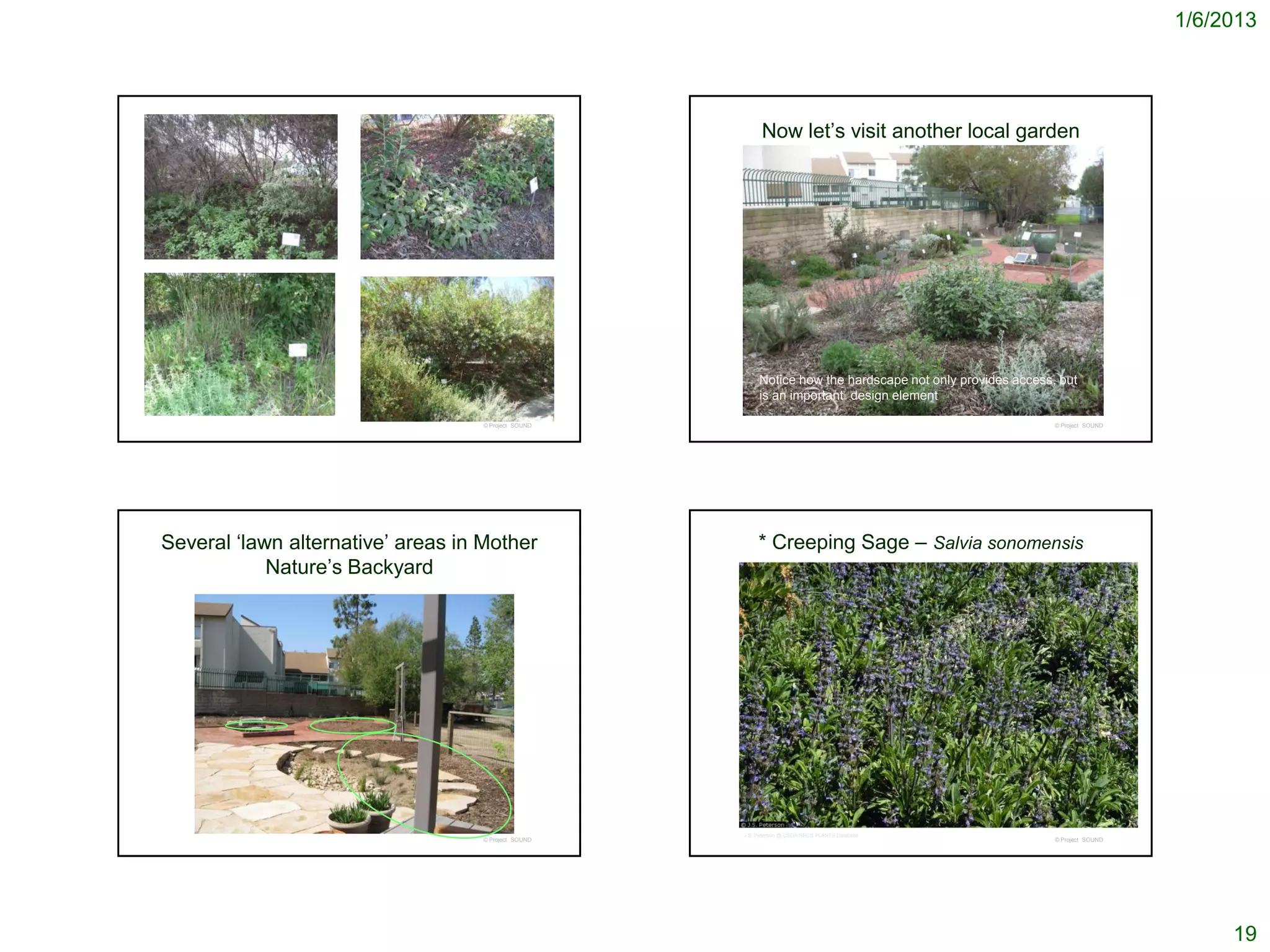 1/6/2013




                                                           Now let’s visit another local garden




                                                          Notice how the hardscape not only provides access, but
                                                          is an important design element

                                   © Project SOUND                                                          © Project SOUND




Several ‘lawn alternative’ areas in Mother                * Creeping Sage – Salvia sonomensis
            Nature’s Backyard




                                                     J.S. Peterson @ USDA-NRCS PLANTS Database
                                   © Project SOUND                                                          © Project SOUND




                                                                                                                                   19
 