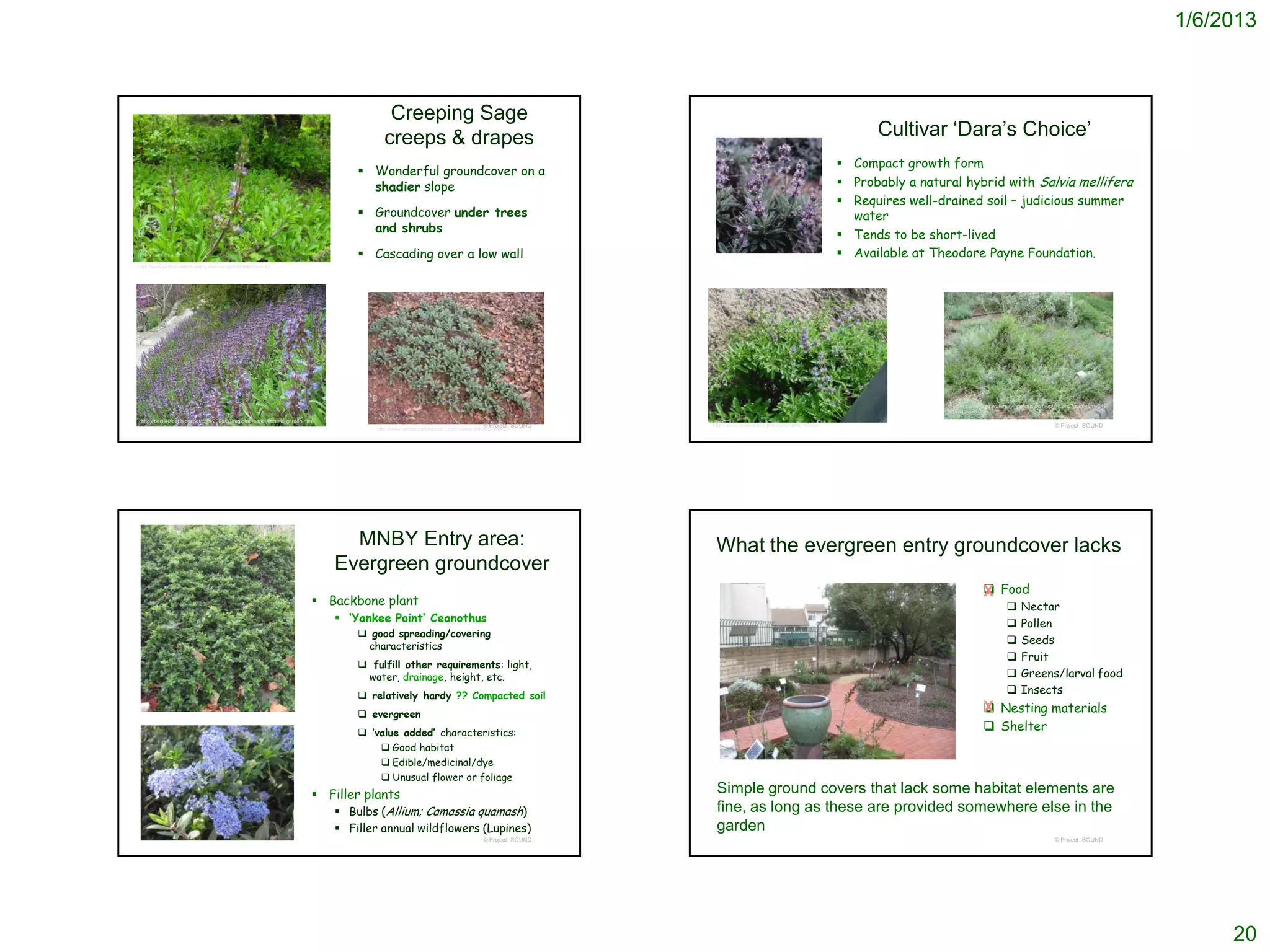 1/6/2013



                                                                                       Creeping Sage
                                                                                      creeps & drapes                                                                                                 Cultivar ‘Dara’s Choice’
                                                                                                                                                                                                 Compact growth form
                                                                                  Wonderful groundcover on a
                                                                                   shadier slope                                                                                                 Probably a natural hybrid with Salvia mellifera
                                                                                                                                                                                                 Requires well-drained soil – judicious summer
                                                                                  Groundcover under trees                                                                                        water
                                                                                   and shrubs
                                                                                                                                                                                                 Tends to be short-lived
                                                                                  Cascading over a low wall                                                                                     Available at Theodore Payne Foundation.
http://www.yerbabuenanursery.com/viewplant.php?pid=33




                                                                                                                                                                                                                  http://www.ventura.watersavingplants.com/eplant.php?plantnum=242
                                                                                                                                                                                                                  95&return=b_aS
 http://back40feet.blogspot.com/2008/03/regional-parks-botanic-garden.html
                                                                                                                              © Project SOUND   http://ohric.ucdavis.edu/photos/ornament8.htm                                                                © Project SOUND
                                                                                    http://www.yerbabuenanursery.com/viewplant.php?pid=33




                                                                               MNBY Entry area:                                                  What the evergreen entry groundcover lacks
                                                                             Evergreen groundcover
                                                                                                                                                                                                                                 Food
                                                                                                                                                                                                                                X
                                                                          Backbone plant                                                                                                                                                     Nectar
                                                                              ‘Yankee Point‘ Ceanothus                                                                                                                                       Pollen
                                                                                  good spreading/covering
                                                                                  characteristics
                                                                                                                                                                                                                                              Seeds
                                                                                                                                                                                                                                              Fruit
                                                                                  fulfill other requirements: light,
                                                                                  water, drainage, height, etc.                                                                                                                               Greens/larval food
                                                                                  relatively hardy ?? Compacted soil
                                                                                                                                                                                                                                              Insects

                                                                                  evergreen
                                                                                                                                                                                                                                X Nesting materials
                                                                                                                                                                                                                                
                                                                                  ‘value added’ characteristics:
                                                                                                                                                                                                                                 Shelter
                                                                                      Good habitat
                                                                                      Edible/medicinal/dye
                                                                                      Unusual flower or foliage
                                                                          Filler plants                                                         Simple ground covers that lack some habitat elements are
                                                                             Bulbs (Allium; Camassia quamash)                                   fine, as long as these are provided somewhere else in the
                                                                              Filler annual wildflowers (Lupines)                               garden
                                                                                                                              © Project SOUND                                                                                                                © Project SOUND




                                                                                                                                                                                                                                                                                          20
 
