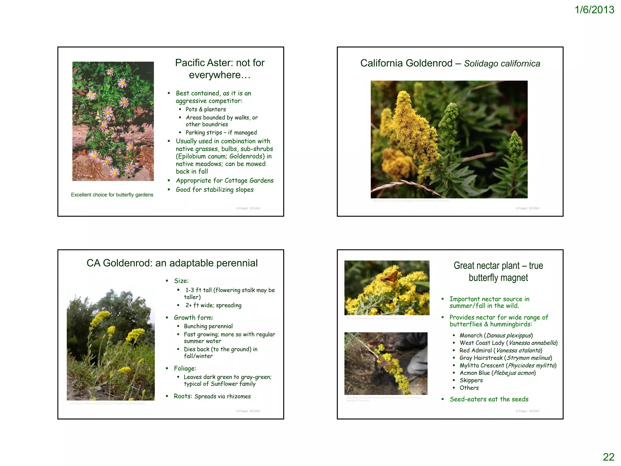 1/6/2013




                                                                      Pacific Aster: not for                                   California Goldenrod – Solidago californica
                                                                        everywhere…
                                                                    Best contained, as it is an
                                                                     aggressive competitor:
                                                                        Pots & planters
                                                                        Areas bounded by walks, or
                                                                         other boundries
                                                                        Parking strips – if managed
                                                                    Usually used in combination with
                                                                     native grasses, bulbs, sub-shrubs
                                                                     (Epilobium canum; Goldenrods) in
                                                                     native meadows; can be mowed
                                                                     back in fall
      © 2005 Andrea Jesse
                                                                    Appropriate for Cottage Gardens
                                                                    Good for stabilizing slopes
 Excellent choice for butterfly gardens
                                                                                                                                             http://plants.montara.com/ListPages/FamPages/Astera7.html#solcan


                                                                                               © Project SOUND                                                                                                                          © Project SOUND




              CA Goldenrod: an adaptable perennial                                                                                                                                                              Great nectar plant – true
                                                                    Size:                                                                                                                                         butterfly magnet
                                                                       1-3 ft tall (flowering stalk may be
                                                                           taller)                                                                                                                     Important nectar source in
                                                                           2+ ft wide; spreading                                                                                                       summer/fall in the wild.
                                                                    Growth form:                                http://www.wildscaping.com/plants/plantprofiles/Solidago_californica.htm              Provides nectar for wide range of
                                                                        Bunching perennial                                                                                                             butterflies & hummingbirds:
                                                                        Fast growing; more so with regular                                                                                                        Monarch (Danaus plexippus)
                                                                         summer water                                                                                                                              West Coast Lady (Vanessa annabella)
                                                                        Dies back (to the ground) in                                                                                                              Red Admiral (Vanessa atalanta)
                                                                         fall/winter                                                                                                                               Gray Hairstreak (Strymon melinus)
                                                                                                                                                                                                                   Mylitta Crescent (Phyciodes mylitta)
                                                                    Foliage:
                                                                                                                                                                                                                   Acmon Blue (Plebejus acmon)
                                                                        Leaves dark green to gray-green;
                                                                                                                                                                                                                   Skippers
                                                                         typical of Sunflower family
                                                                                                                                                                                                                   Others
                                                                    Roots: Spreads via rhizomes                 http://www.santabarbarahikes.com/flowers/index.php?action=show_
                                                                                                                                                                                                       Seed-eaters eat the seeds
                                                                                                                 item&id=27&search=
http://plants.montara.com/ListPages/FamPages/Astera3.html#cirocc


                                                                                               © Project SOUND                                                                                                                          © Project SOUND




                                                                                                                                                                                                                                                                22
 