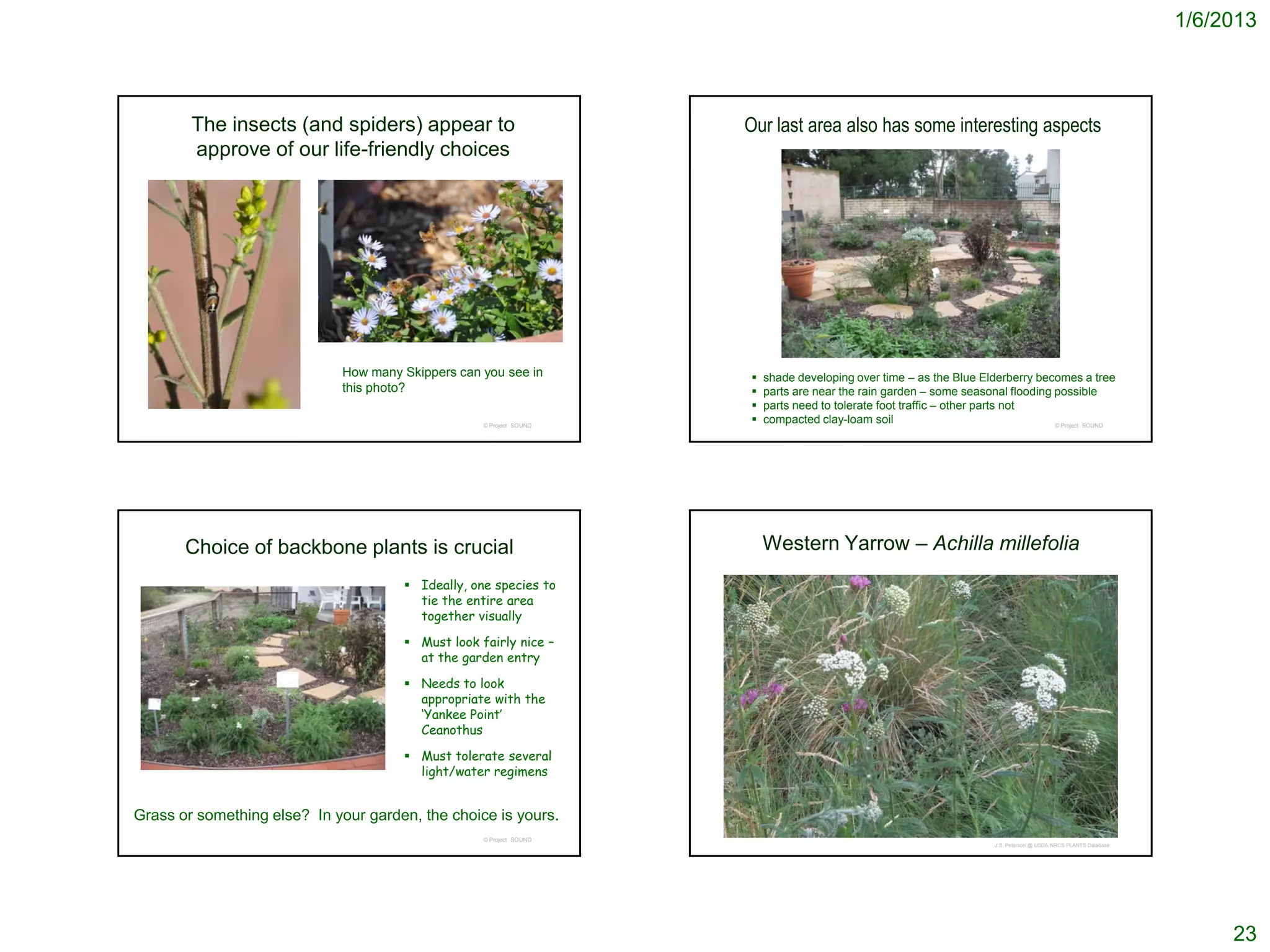 1/6/2013



        The insects (and spiders) appear to                          Our last area also has some interesting aspects
        approve of our life-friendly choices




                             How many Skippers can you see in           shade developing over time – as the Blue Elderberry becomes a tree
                             this photo?                                parts are near the rain garden – some seasonal flooding possible
                                                                        parts need to tolerate foot traffic – other parts not
                                                   © Project SOUND
                                                                        compacted clay-loam soil                                © Project SOUND




       Choice of backbone plants is crucial                              Western Yarrow – Achilla millefolia
                                       Ideally, one species to
                                        tie the entire area
                                        together visually

                                       Must look fairly nice –
                                        at the garden entry

                                       Needs to look
                                        appropriate with the
                                        ‘Yankee Point’
                                        Ceanothus

                                       Must tolerate several
                                        light/water regimens


Grass or something else? In your garden, the choice is yours.
                                                   © Project SOUND
                                                                                                                       J.S. Peterson @ USDA-NRCS PLANTS Database




                                                                                                                                                                        23
 