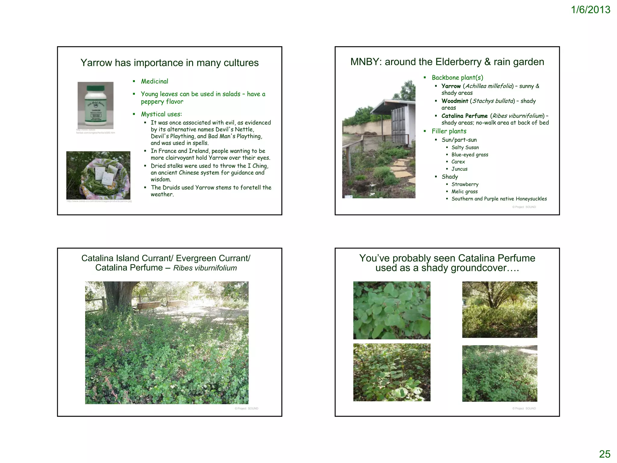 1/6/2013




           Yarrow has importance in many cultures                                                                 MNBY: around the Elderberry & rain garden
                                                                                                                                  Backbone plant(s)
                                                            Medicinal
                                                                                                                                     Yarrow (Achillea millefolia) – sunny &
                                                            Young leaves can be used in salads – have a                               shady areas
                                                             peppery flavor                                                           Woodmint (Stachys bullata) – shady
                                                                                                                                       areas
                                                            Mystical uses:                                                           Catalina Perfume (Ribes viburnifolium) –
                                                               It was once associated with evil, as evidenced                         shady areas; no-walk area at back of bed
        http://www.viable-                                      by its alternative names Devil's Nettle,                          Filler plants
                                                                Devil's Plaything, and Bad Man's Plaything,
        herbal.com/singles/herbs/s585.htm


                                                                                                                                      Sun/part-sun
                                                                and was used in spells.
                                                                                                                                            Salty Susan
                                                               In France and Ireland, people wanting to be
                                                                                                                                            Blue-eyed grass
                                                                more clairvoyant hold Yarrow over their eyes.
                                                                                                                                            Carex
                                                               Dried stalks were used to throw the I Ching,
                                                                                                                                            Juncus
                                                                an ancient Chinese system for guidance and
                                                                wisdom.                                                               Shady
                                                                                                                                          Strawberry
                                                               The Druids used Yarrow stems to foretell the
                                                                                                                                          Melic grass
                                                                weather.
http://www.ceres-co.com/store/images/products/yarrow.jpg
                                                                                                                                          Southern and Purple native Honeysuckles
                                                                                                                                                                    © Project SOUND




            Catalina Island Currant/ Evergreen Currant/                                                            You’ve probably seen Catalina Perfume
               Catalina Perfume – Ribes viburnifolium                                                                 used as a shady groundcover….




                                                                                                © Project SOUND                                                     © Project SOUND




                                                                                                                                                                                           25
 