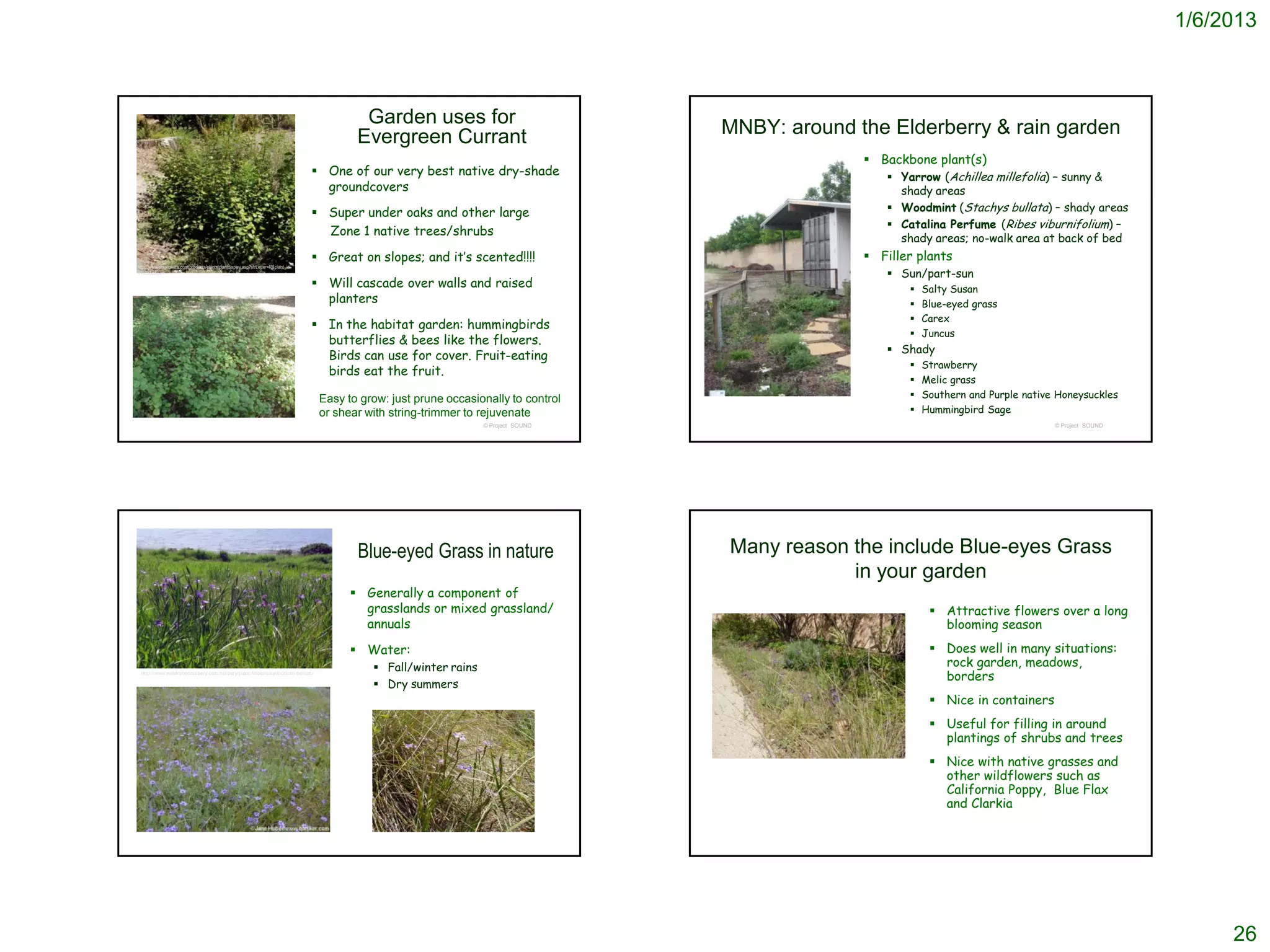 1/6/2013



                                                                                          Garden uses for
                                                                                         Evergreen Currant                           MNBY: around the Elderberry & rain garden
                                                                                                                                                    Backbone plant(s)
                                                                                  One of our very best native dry-shade                               Yarrow (Achillea millefolia) – sunny &
                                                                                   groundcovers                                                          shady areas
                                                                                  Super under oaks and other large                                     Woodmint (Stachys bullata) – shady areas
                                                                                                                                                        Catalina Perfume (Ribes viburnifolium) –
                                                                                   Zone 1 native trees/shrubs
                                                                                                                                                         shady areas; no-walk area at back of bed
                                                                                  Great on slopes; and it’s scented!!!!                            Filler plants
http://www.smgrowers.com/products/plants/plantdisplay.asp?strLetter=R&plant_id
=1363&page=                                                                                                                                             Sun/part-sun
                                                                                  Will cascade over walls and raised                                         Salty Susan
                                                                                   planters                                                                   Blue-eyed grass
                                                                                                                                                              Carex
                                                                                  In the habitat garden: hummingbirds
                                                                                                                                                              Juncus
                                                                                   butterflies & bees like the flowers.
                                                                                                                                                        Shady
                                                                                   Birds can use for cover. Fruit-eating
                                                                                                                                                              Strawberry
                                                                                   birds eat the fruit.
                                                                                                                                                              Melic grass
                                                                                  Easy to grow: just prune occasionally to control                            Southern and Purple native Honeysuckles
                                                                                  or shear with string-trimmer to rejuvenate                                  Hummingbird Sage
                                                                                                                  © Project SOUND                                                        © Project SOUND




                                                                                         Blue-eyed Grass in nature                   Many reason the include Blue-eyes Grass
                                                                                                                                                 in your garden
                                                                                         Generally a component of
                                                                                          grasslands or mixed grassland/                                         Attractive flowers over a long
                                                                                          annuals                                                                 blooming season
                                                                                         Water:                                                                 Does well in many situations:
                                                                                             Fall/winter rains                                                   rock garden, meadows,
 http://www.watershednursery.com/nursery/plant-finder/sisyrinchium-bellum/
                                                                                                                                                                  borders
                                                                                             Dry summers
                                                                                                                                                                 Nice in containers
                                                                                                                                                                 Useful for filling in around
                                                                                                                                                                  plantings of shrubs and trees
                                                                                                                                                                 Nice with native grasses and
                                                                                                                                                                  other wildflowers such as
                                                                                                                                                                  California Poppy, Blue Flax
                                                                                                                                                                  and Clarkia




                                                                                                                                                                                                                26
 