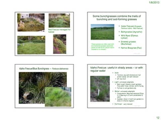 1/6/2013




                                                                                                                                    Some bunchgrasses combine the traits of
                                                                                                                                      bunching and sod-forming grasses

                                                                                                                                                                                                                    Some Fescues [Example:
                                                                                                                                                                                                                      Festuca rubra – Red Fescue]
                                                                                             Red Fescue managed for
Carex pansa with Nassella tenuissima (Mexican Feather Grass) and Muhlenbergia rigens (Deer
Grass)
                                                                                             habitat                                                                                                                Bentgrasses (Agrostis)
#holt_829_520


                                                                                                                                                                                                                    Wild Ryes (Elymus;
© Saxon Holt




      http://www.saxonholt.com/webgalleries/Harris_StockPhotos/link3.html                                                                                                                                            Lymus)
                                                                                                                              http://geoimages.berkeley.edu/geoImages/BainCalif/CAL400/BUNGRASS.HTML

                                                                                                                                                                                                                    Gramma grasses
                                                                                                                              These grasses are often used both                                                      (Bouteloua)
                                                                                                                              as ornamental grasses (specimen
                                                                                                                              plants) as well as for natural ‘lawns’                                                Native Bluegrass (Poa)
                                                                                                                              (mowed or un-mowed)

                                                                                                         © Project SOUND                                                                                                                  © Project SOUND




    Idaho Fescue/Blue Bunchgrass – Festuca idahoensis                                                                      Idaho Fescue: useful in shady areas – or with
                                                                                                                           regular water
                                                                                                                                                                                                            Soils:
                                                                                                                                                                                                               Texture: any well-drained soil, but
                                                                                                                                                                                                                prefer sandy; not salt-tolerant
                                                                                                                                                                                                               pH: any local

                                                                                                                                                                                                            Light: extremely adaptable
                                                                                                                                                                                                               Best in part-shade in most gardens;
                                                                                                                                                                                                                fine under trees, shrubs, north-facing
                                                                                                                                                                                                               Full sun in cool gardens only

                                                                                                                                                                                                            Water: extremely adaptable
                                                                                                                                                                                                               Young plants: keep well-watered (Zone
                                                                                                                                                                                                                2-3 tapering to 2) until established (1
                                                                                                                                                                                                                year)
                                                                                                                                                                                                               Summer: Zone 1-2 (will turn golden) to
                                                                                                                                                                                                                Zone 2-3 (fairly regular)
                                                                                                                           http://biology.burke.washington.edu/herbarium/imagecollection.php?Genus=Festu

                                                                                                                                                                                                            Fertilizer: very tolerant
                                                                                                                           ca&Species=idahoensis
             USDA-NRCS PLANTS Database


                                                                                                         © Project SOUND                                                                                                                  © Project SOUND
       J.S. Peterson @ USDA-NRCS PLANTS Database




                                                                                                                                                                                                                                                                 12
 