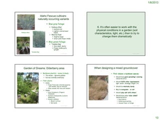 1/6/2013




                                                                      Idaho Fescue cultivars:
                                                                     naturally occurring variants
                                                                                   Blue-gray foliage:
                                                                                        ‘Siskiyou Blue’                      6. It’s often easier to work with the
                                                                                               medium size
    http://www.bluestem.ca/images/festuca-idahoensis.jpg
                                                                                               Lighter-colored seed         physical conditions in a garden (soil
                 ‘Siskiyou Blue’                                                                heads
                                                                                        ‘Warren Peak’
                                                                                                                            characteristics, light, etc.) than to try to
                                                                                               Slightly larger                     change them dramatically
                                                                                               Silver-pink flower stalks

                                                                                   Blue-green foliage:
                                                                                        ‘Tomales Bay’
                                                               ‘Warren Peak’                   Very small, dainty
                                                                                               Flower stalks quite
                                                                                                upright
                                                           ‘Tomales Bay’
                                                                                                          © Project SOUND                                                   © Project SOUND
http://www.yerbabuenanursery.com/online_album/1311.htm




                            Garden of Dreams: Elderberry area                                                               When designing a mixed groundcover
                                                                            Backbone plant(s) – sunny & shady                               First choose a backbone species
                                                                               Thin Grass – Agrostis pallens
                                                                               Yarrow (Achillea millefolia)                                    Should have good spreading/ covering
                                                                                                                                                 characteristics
                                                                            Filler plants:
                                                                                                                                                Should fulfill other requirements:
                                                                                Sunny                                                           light, water, drainage, height, etc.
                                                                                    Purple Three-awn (Aristida purpurea
                                                                                     - self-seeded; may be removed)                             Should be relatively hardy
                                                                                    Other annuals that have self-seeded
                                                                                                                                                May be evergreen – or not
                                                                                Shady
                                                                                    Dune Strawberry (Fragaria                                  Should ‘play well with others’
                                                                                     chiloensis)
                                                                                    Southern Honeysuckle (Lonicera                             Should have some ‘value added’
                                                                                     subspicata)                                                 characteristics:
                                                                                    Annuals: (edibles)                                             Good habitat
                                                                                        Miner’s Lettuce                                            Edible/medicinal/dye
                                                                                        Red maids                                                  Unusual flower or foliage

                                                                                                          © Project SOUND                                                   © Project SOUND




                                                                                                                                                                                                   13
 