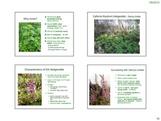 1/6/2013




                 Should have good
                X                                          California Woodmint (Hedgenettle) - Stachys bullata
Why mints?         spreading/covering
                   characteristics

                 Should fulfill other
                X
                   requirements: light, water,
                   drainage, height, etc.

                 Should be relatively hardy
                X
                 May be evergreen – or not
                X
                 Should ‘play well with others’
                X
                 Should have some ‘value
                X
                   added’ characteristics:
                     Good habitat
                     Edible/medicinal/dye
                     Unusual flower or foliage

                                       © Project SOUND




Characteristics of CA Hedgenettle                                                                                       Succeeding with Stachys bullata

                  Drought deciduous perennial                                                                               Does best in part-shade
                   herb; but does like water
                                                                                                                             Plant in well-drained soils
                  Size: 1-3 ft high, 3-4 ft wide
                   (spreading)                                                                                               While drought tolerant, does
                                                                                                                              better with moderate water,
                  Foliage:                                                                                                   and tolerates seasonal flooding
                     Dark green, softly hairy,
                      “wrinkled”                                                                                             Useful in north- and east-
                     Scented: light lemon-mint                                                                               facing banks, rockwalls

                  Flowers:                                                                                                  Use it in woodland gardens or
                                                                                                                              perennial gardens
                     pink to lavender-red, with
                      white markings on the lower                                                                            Remember that it suckers
                      lips                                                                                                    freely – will spread moderately
                     Blooms Mar-May/June                                                                                     especially if watered – makes a
                     Attracts bees, hummingbirds                                                                             good groundcover

                                                         http://biology.fullerton.edu/biol317/im/s03/ft2/ft20-47.html




                                                                                                                                                                     16
 