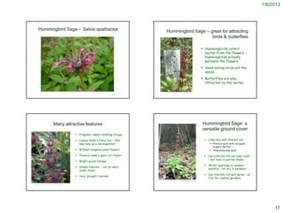 1/6/2013




       Hummingbird Sage – Salvia spathacea                                                    Hummingbird Sage – great for attracting
                                                                                                                  birds & butterflies

                                                                                                                                                Hummingbirds collect
                                                                                                                                                 nectar from the flowers –
                                                                                                                                                 hummingbirds actually
                                                                                                                                                 pollinate the flowers
                                                                                                                                                Seed-eating birds eat the
                                                                                                                                                 seeds
                                                                                                                                                Butterflies are also
                                                                                                                                                 attracted by the nectar

                                                                                               http://www.laspilitas.com/garden/sages.htm




                                  Many attractive features                                                                                     Hummingbird Sage: a
                                                                                                                                               versatile ground cover
                                                          Fragrant, sweet-smelling foliage

                                                          Leaves make a tasty tea – that                                                         Likes any well-drained soil
                                                           may help as a decongestant                                                                Prefers soils with decayed
                                                                                                                                                      organic matter
                                                          Brilliant magenta-pink flowers                                                            Tolerates clay soils
                                                          Flowers make a good cut flower                                                         Can tolerate full sun near coast
                                                                                                                                                   – but best in partial shade
                                                          Bright green foliage
                                                                                                                                                  Water sparingly in summer –
                                                          Shade tolerant – can be used
                                                                                                                                                   monthly – let dry in between
                                                           under trees
                                                                                                                                                  Can tolerate full salt spray – so
                                                          Very drought tolerant
                                                                                                                                                   fine for coastal gardens
                                                                                                                     © 2003 Michael Charters


http://www.pgmuseum.org/WildflowerTour/CrimsonSage.htm




                                                                                                                                                                                            17
 