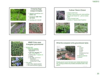 1/6/2013



                                                                                       Creeping Sage
                                                                                      creeps & drapes                                                                                                 Cultivar ‘Dara’s Choice’
                                                                                                                                                                                                 Compact growth form
                                                                                  Wonderful groundcover on a
                                                                                   shadier slope                                                                                                 Probably a natural hybrid with Salvia mellifera
                                                                                                                                                                                                 Requires well-drained soil – judicious summer
                                                                                  Groundcover under trees                                                                                        water
                                                                                   and shrubs
                                                                                                                                                                                                 Tends to be short-lived
                                                                                  Cascading over a low wall                                                                                     Available at Theodore Payne Foundation.
http://www.yerbabuenanursery.com/viewplant.php?pid=33




                                                                                                                                                                                                                  http://www.ventura.watersavingplants.com/eplant.php?plantnum=242
                                                                                                                                                                                                                  95&return=b_aS
 http://back40feet.blogspot.com/2008/03/regional-parks-botanic-garden.html
                                                                                                                              © Project SOUND   http://ohric.ucdavis.edu/photos/ornament8.htm                                                                © Project SOUND
                                                                                    http://www.yerbabuenanursery.com/viewplant.php?pid=33




                                                                               MNBY Entry area:                                                  What the evergreen entry groundcover lacks
                                                                             Evergreen groundcover
                                                                                                                                                                                                                                 Food
                                                                                                                                                                                                                                X
                                                                          Backbone plant                                                                                                                                                     Nectar
                                                                              ‘Yankee Point‘ Ceanothus                                                                                                                                       Pollen
                                                                                  good spreading/covering
                                                                                  characteristics
                                                                                                                                                                                                                                              Seeds
                                                                                                                                                                                                                                              Fruit
                                                                                  fulfill other requirements: light,
                                                                                  water, drainage, height, etc.                                                                                                                               Greens/larval food
                                                                                  relatively hardy ?? Compacted soil
                                                                                                                                                                                                                                              Insects

                                                                                  evergreen
                                                                                                                                                                                                                                X Nesting materials
                                                                                                                                                                                                                                
                                                                                  ‘value added’ characteristics:
                                                                                                                                                                                                                                 Shelter
                                                                                      Good habitat
                                                                                      Edible/medicinal/dye
                                                                                      Unusual flower or foliage
                                                                          Filler plants                                                         Simple ground covers that lack some habitat elements are
                                                                             Bulbs (Allium; Camassia quamash)                                   fine, as long as these are provided somewhere else in the
                                                                              Filler annual wildflowers (Lupines)                               garden
                                                                                                                              © Project SOUND                                                                                                                © Project SOUND




                                                                                                                                                                                                                                                                                          20
 