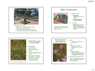 1/6/2013




                            MNBY: Fountain planter                                                           MNBY: Fountain planter

                                                                                                                                   Backbone plants
                                                                                                                                       Pacific Aster
                                                                                                                                        (Symphyotrichum /Aster
                                                                                                                                        chilense)
                                                                                                                                       California Goldenrod
                                                                                                                                        (Solidago californica)


                                                                                                                                   Filler plants
                                                                                                                                       Idaho Fescue just to give
                Conditions/constraints                                                                                                 some off-season color/
                        Relatively hot – surrounded by brick pathway                    Watered by ‘soaker drip’ system                greenery – and demonstrate
                        Need to cover the fountain base
                                                                                         with additional slight splash from             several choices for around a
                                                                                         bubbler fountain                               fountain
                        First thing you see when you enter the garden
                        Want to demonstrate importance of habitat plants
                                                                      © Project SOUND                                                                  © Project SOUND




                                                                                            Pacific Aster can do               Soils:
                                                    Pacific Aster: a plant                   well with little care                 Texture: any – sand to clay
                                                     of many habitats                                                              pH: any local

                                                                                                                               Light:
                                                                                                                                   Full sun to light shade;
                                                   Grasslands
                                                                                                                                   Probably best color in light
                                                   Salt marshes                                                                    shade
                                                   Coastal dunes and                                                          Water:
                                                    bluffs                                                                         Winter: adequate
                                                   Coastal grasslands and                                                         Summer: wide range (Zone 1-2
                                                                                                                                    to 3); probably best as Zone 2 –
                                                    scrub,                                                                          too aggressive with more water.
                                                   Even open disturbed
                                                                                                                               Fertilizer: none; likes poor soils
                                                    habitats in evergreen
                                                    and Pacific coast                                                          Other: can be heavily pruned, even
                                                    coniferous forest                                                            mowed, occasionally. Cut back in
© 2004, Ben Legler
                                                                                                                                 fall after flowering.
Not surprisingly, there are phenotypic variants                                         © 2004, Ben Legler
                                                                      © Project SOUND                                                                  © Project SOUND




                                                                                                                                                                              21
 