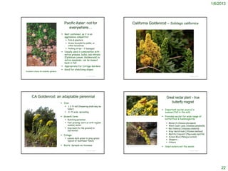 1/6/2013




                                                                      Pacific Aster: not for                                   California Goldenrod – Solidago californica
                                                                        everywhere…
                                                                    Best contained, as it is an
                                                                     aggressive competitor:
                                                                        Pots & planters
                                                                        Areas bounded by walks, or
                                                                         other boundries
                                                                        Parking strips – if managed
                                                                    Usually used in combination with
                                                                     native grasses, bulbs, sub-shrubs
                                                                     (Epilobium canum; Goldenrods) in
                                                                     native meadows; can be mowed
                                                                     back in fall
      © 2005 Andrea Jesse
                                                                    Appropriate for Cottage Gardens
                                                                    Good for stabilizing slopes
 Excellent choice for butterfly gardens
                                                                                                                                             http://plants.montara.com/ListPages/FamPages/Astera7.html#solcan


                                                                                               © Project SOUND                                                                                                                          © Project SOUND




              CA Goldenrod: an adaptable perennial                                                                                                                                                              Great nectar plant – true
                                                                    Size:                                                                                                                                         butterfly magnet
                                                                       1-3 ft tall (flowering stalk may be
                                                                           taller)                                                                                                                     Important nectar source in
                                                                           2+ ft wide; spreading                                                                                                       summer/fall in the wild.
                                                                    Growth form:                                http://www.wildscaping.com/plants/plantprofiles/Solidago_californica.htm              Provides nectar for wide range of
                                                                        Bunching perennial                                                                                                             butterflies & hummingbirds:
                                                                        Fast growing; more so with regular                                                                                                        Monarch (Danaus plexippus)
                                                                         summer water                                                                                                                              West Coast Lady (Vanessa annabella)
                                                                        Dies back (to the ground) in                                                                                                              Red Admiral (Vanessa atalanta)
                                                                         fall/winter                                                                                                                               Gray Hairstreak (Strymon melinus)
                                                                                                                                                                                                                   Mylitta Crescent (Phyciodes mylitta)
                                                                    Foliage:
                                                                                                                                                                                                                   Acmon Blue (Plebejus acmon)
                                                                        Leaves dark green to gray-green;
                                                                                                                                                                                                                   Skippers
                                                                         typical of Sunflower family
                                                                                                                                                                                                                   Others
                                                                    Roots: Spreads via rhizomes                 http://www.santabarbarahikes.com/flowers/index.php?action=show_
                                                                                                                                                                                                       Seed-eaters eat the seeds
                                                                                                                 item&id=27&search=
http://plants.montara.com/ListPages/FamPages/Astera3.html#cirocc


                                                                                               © Project SOUND                                                                                                                          © Project SOUND




                                                                                                                                                                                                                                                                22
 