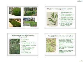 1/6/2013




                                                                                                                                                             Why Yarrow makes a good lawn substitute

                                                                                                                                                                                                                          Spreads quickly, giving good
                                                                                                                                                                                                                           cover
                                                                                                                                                                                                                          Super for banks and other areas
                                                                                                                                                                                                                           that can’t easily be mowed
                                                                        http://www.ojaigarden.com/2010/04/
http://www.magney.org/photofiles/CluffVistaParkOther1.htm
                                                                                                                                                                                                                          Spreading habit inhibits weeds
                                                                                                                                                                                                                          Can be mowed – occasionally and
                                                                                                                                                                                                                           on high setting w/ rotary mower
                                                                                                                                                                                                                          Companion plant – attracts
                                                                                                                                                                                                                           beneficial insects, repels others
                                                                                                                                                                                                                          Does well on poor, dry, sandy
                                                                                                                                                                                                                           soils - or heavy clays - where
                                                                                                                                                                                                                           other plants grow poorly
                                                                                                                                                                http://www.dgsgardening.btinternet.co.uk/yarrow.JPG

                                                                   http://www.angieslist.com/articles/different-sea-green-california-lawn-alternatives.htm
                                                                                                                             © Project SOUND




               Western Yarrow may be just the thing                                                                                                           Managing a Yarrow ‘lawn’: several options
                          for your yard!

                                                                Slopes, hillsides
                                                                                                                                                                                                                       Cutting plants back by one-half
                                                                                                                                                                                                                        to two-thirds before they
                                                                Mixtures                                                                                                                                               flower can produce stockier,
                                                                Good garden plant for fresh or dry                                                                                                                     shorter plants that don't flop
                                                                 floral arrangements                                                                                                                                    as much.
                                                                Foliage is pleasantly fragrant when
                                                                 crushed                                                                                                                                               Plants can also be sheared back
                                                                                                                                                                                                                        after flowering to rejuvenate
                                                                Can be mowed to form a highly
                                                                 competitive ground cover to                                                                                                                            the foliage
                                                                 control soil erosion.
                                                                                                                                                                                                                       Mow with a rotary mower to a
                                                                Flowers!!!
                                                                                                                                                                                                                        height of 4-6 inches after
                                                                Good butterfly plant                                                                                                                                   established
                   J.S. Peterson @ USDA-NRCS PLANTS Database




                                                                                                                                                                                                                                                                    24
 