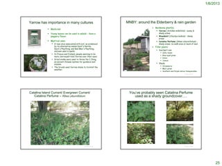 1/6/2013




           Yarrow has importance in many cultures                                                                 MNBY: around the Elderberry & rain garden
                                                                                                                                  Backbone plant(s)
                                                            Medicinal
                                                                                                                                     Yarrow (Achillea millefolia) – sunny &
                                                            Young leaves can be used in salads – have a                               shady areas
                                                             peppery flavor                                                           Woodmint (Stachys bullata) – shady
                                                                                                                                       areas
                                                            Mystical uses:                                                           Catalina Perfume (Ribes viburnifolium) –
                                                               It was once associated with evil, as evidenced                         shady areas; no-walk area at back of bed
        http://www.viable-                                      by its alternative names Devil's Nettle,                          Filler plants
                                                                Devil's Plaything, and Bad Man's Plaything,
        herbal.com/singles/herbs/s585.htm


                                                                                                                                      Sun/part-sun
                                                                and was used in spells.
                                                                                                                                            Salty Susan
                                                               In France and Ireland, people wanting to be
                                                                                                                                            Blue-eyed grass
                                                                more clairvoyant hold Yarrow over their eyes.
                                                                                                                                            Carex
                                                               Dried stalks were used to throw the I Ching,
                                                                                                                                            Juncus
                                                                an ancient Chinese system for guidance and
                                                                wisdom.                                                               Shady
                                                                                                                                          Strawberry
                                                               The Druids used Yarrow stems to foretell the
                                                                                                                                          Melic grass
                                                                weather.
http://www.ceres-co.com/store/images/products/yarrow.jpg
                                                                                                                                          Southern and Purple native Honeysuckles
                                                                                                                                                                    © Project SOUND




            Catalina Island Currant/ Evergreen Currant/                                                            You’ve probably seen Catalina Perfume
               Catalina Perfume – Ribes viburnifolium                                                                 used as a shady groundcover….




                                                                                                © Project SOUND                                                     © Project SOUND




                                                                                                                                                                                           25
 