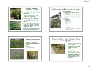 1/6/2013



                                                                                          Garden uses for
                                                                                         Evergreen Currant                           MNBY: around the Elderberry & rain garden
                                                                                                                                                    Backbone plant(s)
                                                                                  One of our very best native dry-shade                               Yarrow (Achillea millefolia) – sunny &
                                                                                   groundcovers                                                          shady areas
                                                                                  Super under oaks and other large                                     Woodmint (Stachys bullata) – shady areas
                                                                                                                                                        Catalina Perfume (Ribes viburnifolium) –
                                                                                   Zone 1 native trees/shrubs
                                                                                                                                                         shady areas; no-walk area at back of bed
                                                                                  Great on slopes; and it’s scented!!!!                            Filler plants
http://www.smgrowers.com/products/plants/plantdisplay.asp?strLetter=R&plant_id
=1363&page=                                                                                                                                             Sun/part-sun
                                                                                  Will cascade over walls and raised                                         Salty Susan
                                                                                   planters                                                                   Blue-eyed grass
                                                                                                                                                              Carex
                                                                                  In the habitat garden: hummingbirds
                                                                                                                                                              Juncus
                                                                                   butterflies & bees like the flowers.
                                                                                                                                                        Shady
                                                                                   Birds can use for cover. Fruit-eating
                                                                                                                                                              Strawberry
                                                                                   birds eat the fruit.
                                                                                                                                                              Melic grass
                                                                                  Easy to grow: just prune occasionally to control                            Southern and Purple native Honeysuckles
                                                                                  or shear with string-trimmer to rejuvenate                                  Hummingbird Sage
                                                                                                                  © Project SOUND                                                        © Project SOUND




                                                                                         Blue-eyed Grass in nature                   Many reason the include Blue-eyes Grass
                                                                                                                                                 in your garden
                                                                                         Generally a component of
                                                                                          grasslands or mixed grassland/                                         Attractive flowers over a long
                                                                                          annuals                                                                 blooming season
                                                                                         Water:                                                                 Does well in many situations:
                                                                                             Fall/winter rains                                                   rock garden, meadows,
 http://www.watershednursery.com/nursery/plant-finder/sisyrinchium-bellum/
                                                                                                                                                                  borders
                                                                                             Dry summers
                                                                                                                                                                 Nice in containers
                                                                                                                                                                 Useful for filling in around
                                                                                                                                                                  plantings of shrubs and trees
                                                                                                                                                                 Nice with native grasses and
                                                                                                                                                                  other wildflowers such as
                                                                                                                                                                  California Poppy, Blue Flax
                                                                                                                                                                  and Clarkia




                                                                                                                                                                                                                26
 