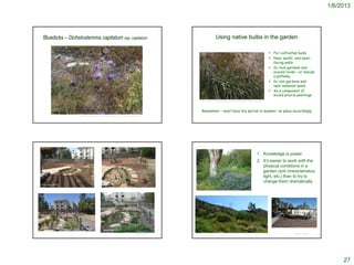 1/6/2013




  Bluedicks – Dichelostemma capitatum ssp. capitatum                                                                                           Using native bulbs in the garden

                                                                                                                                                                                                                       For cultivated beds
                                                                                                                                                                                                                       Near south- and west-
                                                                                                                                                                                                                        facing walls
                                                                                                                                                                                                                       In rock gardens and
                                                                                                                                                                                                                        around rocks – or beside
                                                                                                                                                                                                                        a pathway
                                                                                                                                                                                                                       In rain gardens and
                                                                                                                                                                                                                        near seasonal pools
                                                                                                                                                                                                                       As a component of
                                                                                                                                                                                                                        mixed prairie plantings
                                                                                                                         http://pacificbulbsociety.org/pbswiki/files/Dichelostemma/Dichelostemma_capitatum_Kern.jpg




                                                                                                                           Remember – must have dry period in summer, so place accordingly
                   http://biology.csusb.edu/PlantGuideFolder/DichelostemmaCap/DichelostemmaCapPlant800.jpg




                                                                                                                                                                                                              1. Knowledge is power
                                                                                                                                                                                                              2. It’s easier to work with the
                                                                                                                                                                                                                 physical conditions in a
                                                                                                                                                                                                                 garden (soil characteristics,
                                                                                                                                                                                                                 light, etc.) than to try to
                                                                                                                                                                                                                 change them dramatically
February 2012                                      April 2012




August 2012
                                                   December 2012
                                                                                                 © Project SOUND                                                                                                                    © Project SOUND
                                                                                                                   http://www.cnps.org/cnps/grownative/tips/sunny_slopes.php




                                                                                                                                                                                                                                                           27
 