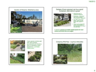 1/6/2013




                   Garden of Dreams: Elderberry area                                                           Sedges (Carex species) can be a good
                                                                                                                  evergreen alternative to grass
                                                                                                                                                                                     Relatively easy to
                                                                                                                                                                                      establish & maintain
                                                                                                                                                                                     Evergreen – look ‘grass-
                                                                                                                                                                                      like’ to most people
                                                                                                                                                                                      (including your neighbors)
                                                                                                                                                                                     Can take a little more
                                                                                                                                                                                      water – good for wet
                                                                                                                                                                                      areas near neighbor’s
                                                                                                                                                                                      lawn
                                                              Need something                                                                                                         Some can be mowed (for
                                                                                                                                                                                      a more formal look) or
                                                              green & grassy                        http://blueplanetgardening.com/art-lawnsubs.html                                  left unmowed (for a more
                                                                                                                                                                                      informal look)

                                                                                                     In general, grasses are better habitat plants for local
                                                                                                     insects and birds than are sedges
                                                                                  © Project SOUND                                                                                                                   © Project SOUND
http://www.penick.net/digging/index.php?s=wildflower+center




                                                                 Carex species combine well
                                                                 with native grasses,
                                                                                                               Creeping Wild Rye - Leymus triticoides
                                                                 groundcovers and shrubs to
                                                                 give an interesting, varied
                                                                 appearance - and better
                                                                 habitat value!

http://www.satoridesigns.net/?p=19




                                                                                                                                                       http://www.elnativogrowers.com/Photographs_page/leytri.htm
http://www.flickr.com/photos/eastbaywilds/2673289141/
                                                                                  © Project SOUND                                                                                                                   © Project SOUND




                                                                                                                                                                                                                                            6
 