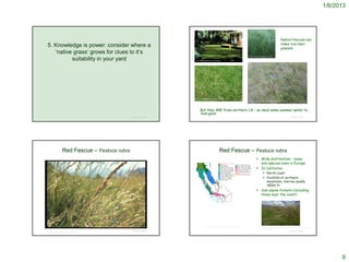 1/6/2013




                                                                                                                                                                                                                      Native Fescues can
5. Knowledge is power: consider where a                                                                                                                                                                               make nice lawn
                                                                                                                                                                                                                      grasses
   ‘native grass’ grows for clues to it’s
                                                                                                                                                              http://www.ibot.cas.cz/krkonose/mm/mm.htm

          suitability in your yard                                    http://turfgrassmanagement.psu.edu/species.cfm




                                                                      http://www.mobot.org/gardeninghelp/plantfinder/Plant.asp?cod
                                                                      e=G880                                                                                  http://www.soquelcreekwater.com/images/Pho-Grass_festuca_rubra.jpg




                                                                             But they ARE from northern CA – so need some summer water to
                                                                             look good
                                                    © Project SOUND                                                                                                                                                                © Project SOUND




                       Red Fescue – Festuca rubra                                                                 Red Fescue – Festuca rubra
                                                                                                                                                                            Wide distribution – some
                                                                                                                                                                             sub-species even in Europe
                                                                                                                                                                            In California:
                                                                                                                                                                                       North coast
                                                                                                                                                                                       Foothills of northern
                                                                                                                                                                                        mountains, Sierras usually
                                                                                                                                                                                        <8000 ft
                                                                                                                                                                            Sub-alpine forests (including
                                                                                                                                                                             those near the coast)




                                                                                       http://ucjeps.berkeley.edu/cgi-bin/get_JM_treatment.pl?Festuca+rubra
                                                                                                                                                                                    http://dnr.alaska.gov/ag/PMCwebsite/pmcweb/chapter5/5-chamomile-fescue-
                                                                                                                                                                                    fireweed-fleabane.htm
                                                    © Project SOUND                                                                                                                                                                © Project SOUND
Virginia Moore © California Academy of Sciences




                                                                                                                                                                                                                                                                    9
 