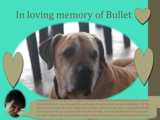 In loving memory of Bullet




     Time has passed and we can’t forget our Bullet. We made an announcement of his death o...