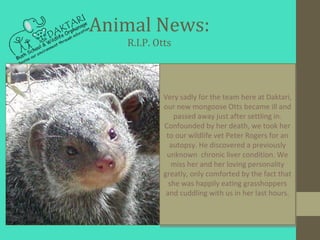 Animal News:
    R.I.P. Otts



             Very sadly for the team here at Daktari,
             our new mongoose Otts b...