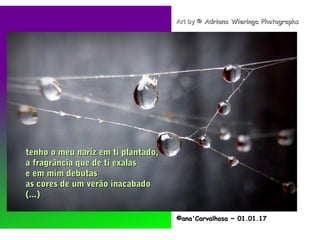 .
©ana'Carvalhosa ~©ana'Carvalhosa ~ 01.01.1701.01.17
Art byArt by © Adriana Wieringa Photographs© Adriana Wieringa Photographs
tenho o meu nariz em ti plantado,tenho o meu nariz em ti plantado,
a fragrância que de ti exalasa fragrância que de ti exalas
e em mim debutase em mim debutas
as cores de um verão inacabadoas cores de um verão inacabado
(...)(...)
 