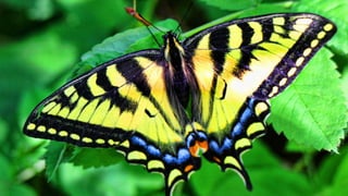 Klohn Crippen Berger 2017