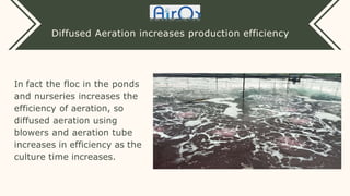 Diffused Aeration increases production efficiency
In fact the floc in the ponds
and nurseries increases the
efficiency of ...