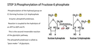 STEP 3:Phosphorylation of Fructose 6 phosphate
Phosphorylation of the hydroxyl group on
C1 forming fructose-1,6- bisphosphate
Enzyme: phosphofructokinase.
Reaction is coupled to the hydrolysis of
an ATP to ADP and Pi.
This is the second irreversible reaction
of the glycolytic pathway.
The phosphofructokinase is called as
“pace maker “ of glycolysis.
 