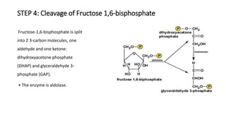 STEP 4: Cleavage of Fructose 1,6-bisphosphate
Fructose-1,6-bisphosphate is split
into 2 3-carbon molecules, one
aldehyde and one ketone:
dihydroxyacetone phosphate
(DHAP) and glyceraldehyde 3-
phosphate (GAP).
• The enzyme is aldolase.
 