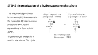 STEP 5 : Isomerization of dihydroxyacetone phosphate
The enzyme triosphosphate
isomerase rapidly inter- converts
the molecules dihydroxyacetone
phosphate (DHAP) and
glyceraldehyde 3-phosphate
(GAP).
Glyceraldehyde phosphate is
used in next step of Glycolysis.
 