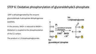 STEP 6: Oxidative phosphorylation of glyceraldehyde3-phosphate
GAP is dehydrogenated by the enzyme
glyceraldehyde 3-phosphate dehydrogenase
(GAPDH).
In the process, NAD+ is reduced to NADH + .
Oxidation is coupled to the phosphorylation
of the C1 carbon.
The product is 1,3-bisphosphoglycerate.
 